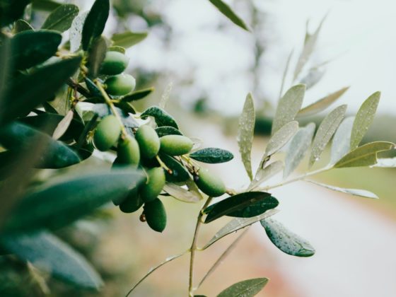 A close shot of olive leaves