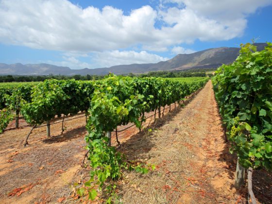 Scenic landscape of a vineyard against a backdrop of mountains,